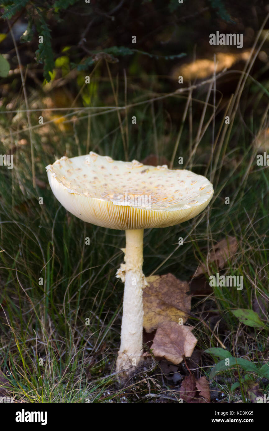 Nahaufnahme der eines wilden Pilz, ein amanita brunnescens, mit dem Wald im Hintergrund. bei natürlichem Licht fotografiert. Stockfoto