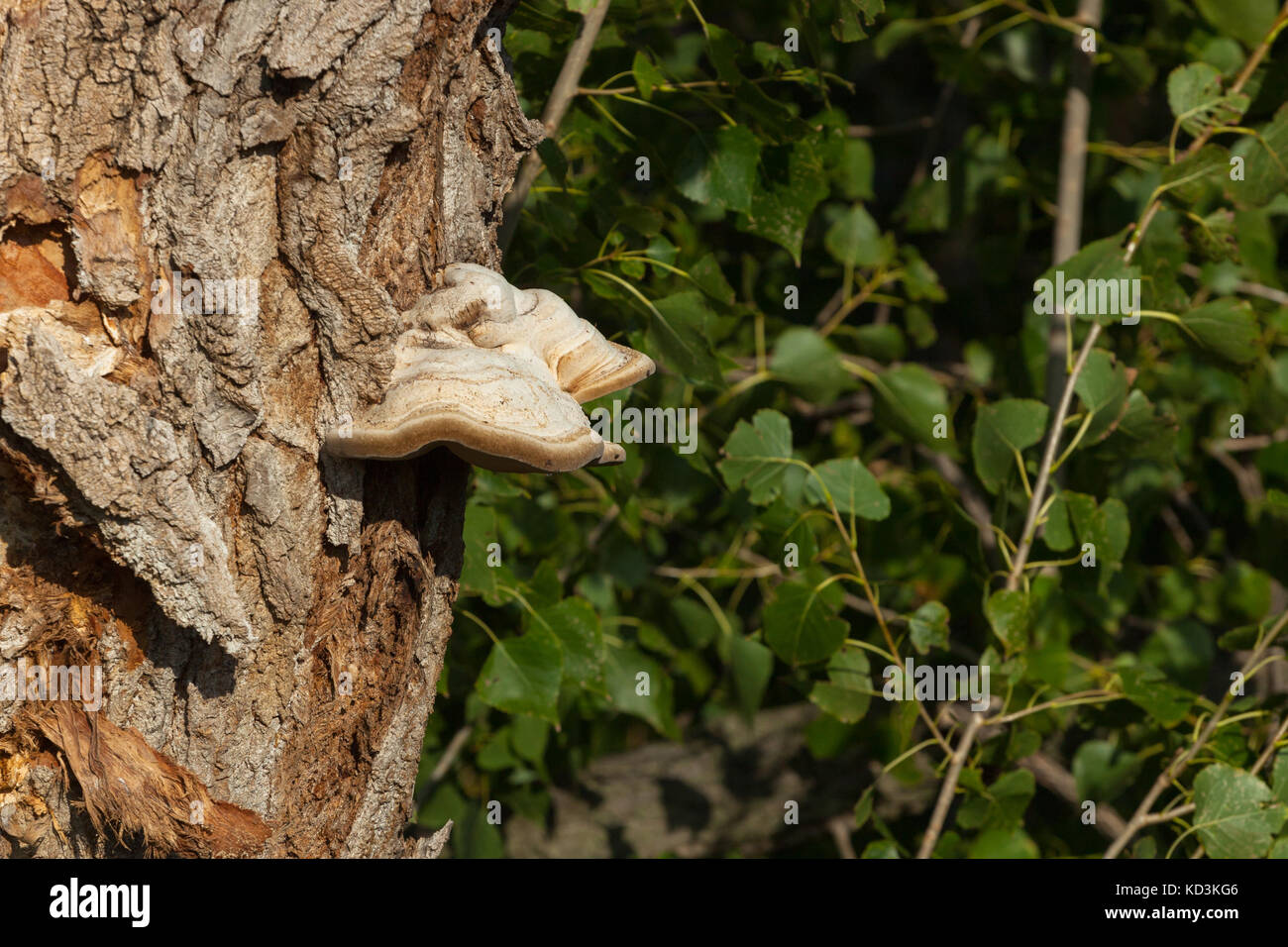 Pilze auf dem Baum. ein Stück eines Baumstammes mit einem Holz Pilze. Stockfoto