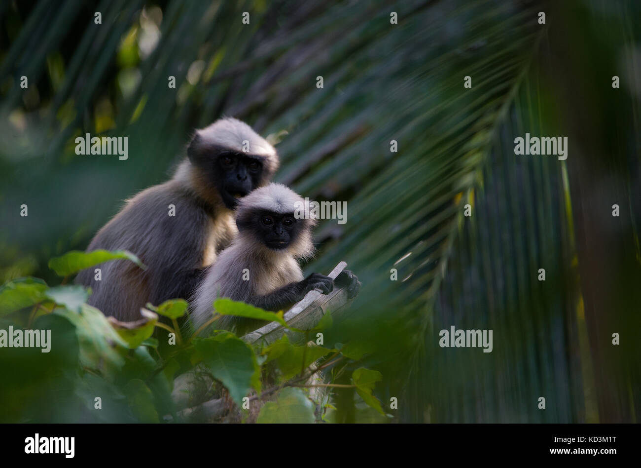 Eine Mutter und Baby grau lanugurs Stockfoto