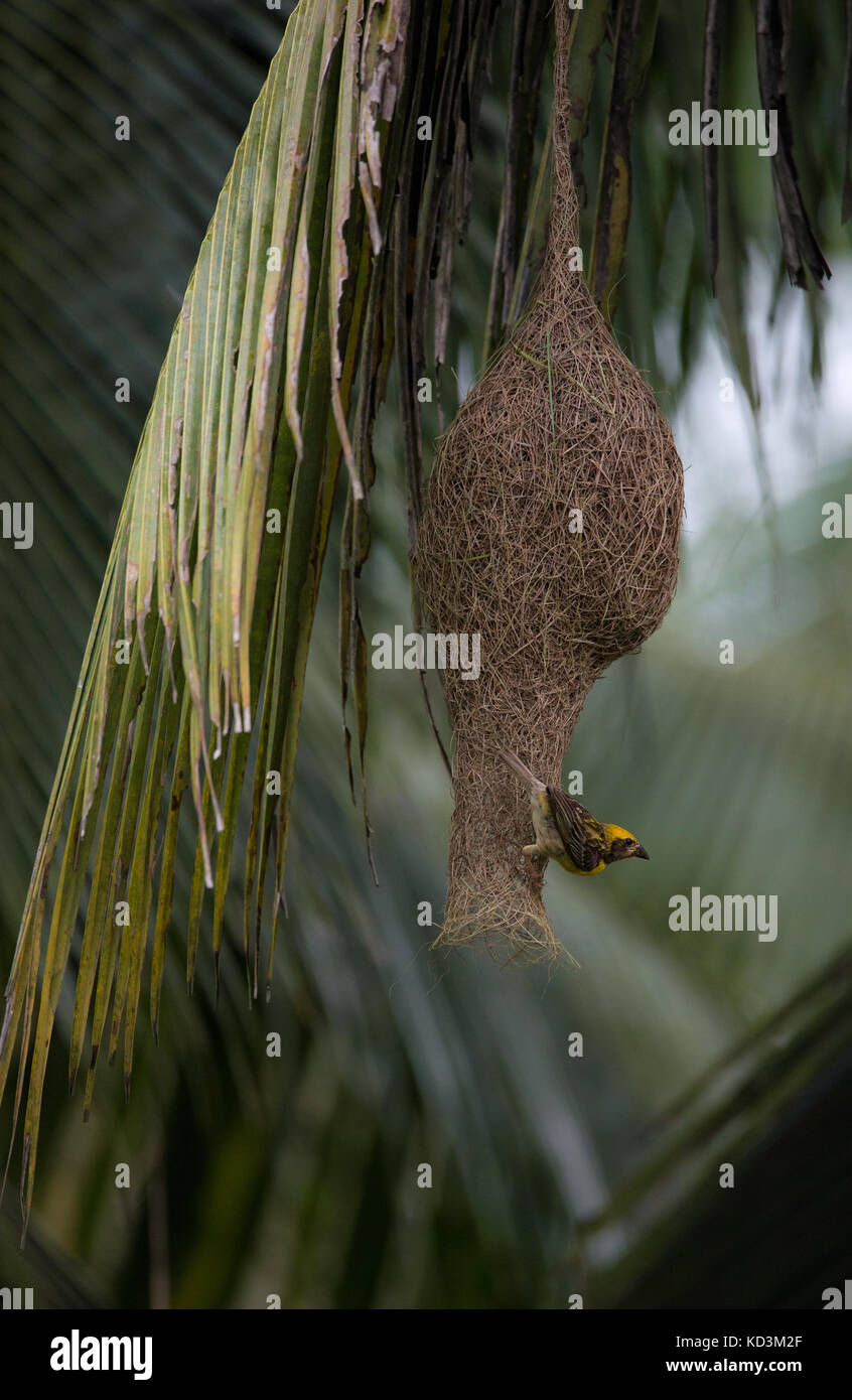 Ein Baby weaver Vogel weben das Nest für die Zucht Stockfoto