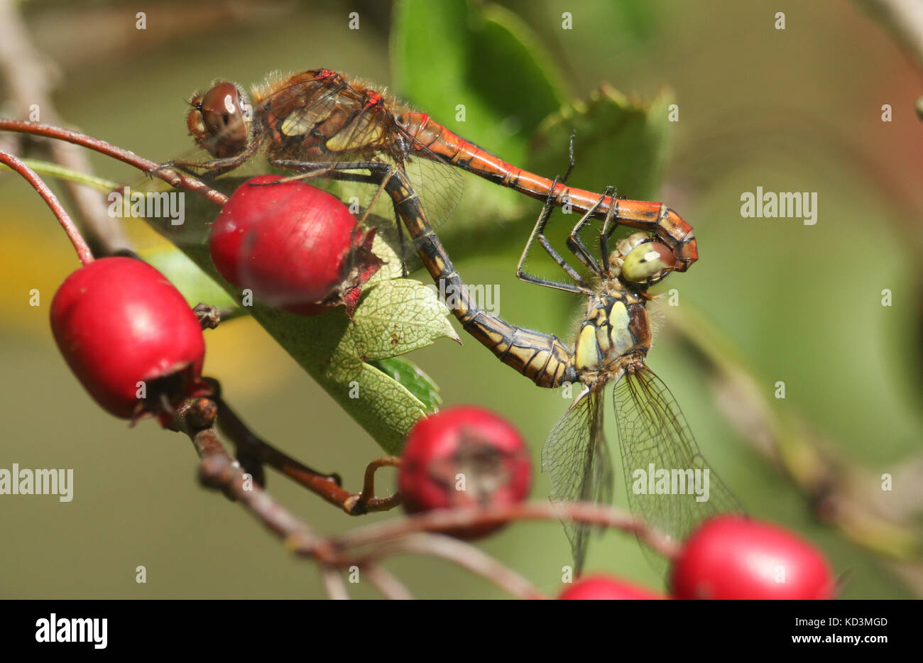 Ein Paarungspärchen der Gemeinen Dotter Libelle (Sympetrum striolatum) auf roten Weißdornbeeren. Stockfoto