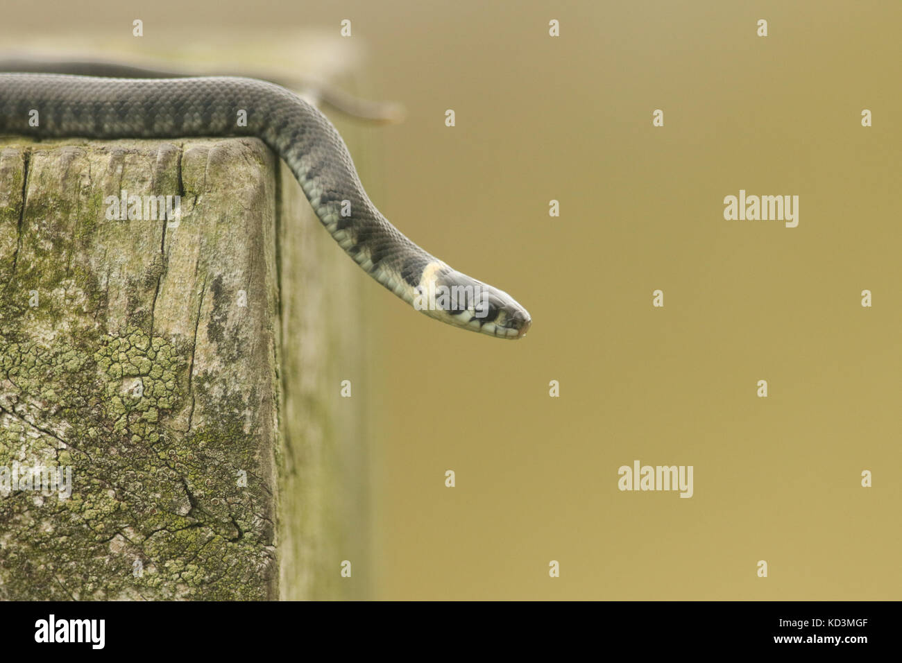 Ein winziges Baby Ringelnatter (Natrix natrix) manchmal auch den beringten Schlange oder Wasser Schlange, ist eine Eurasische nicht-giftige Schlange. Stockfoto