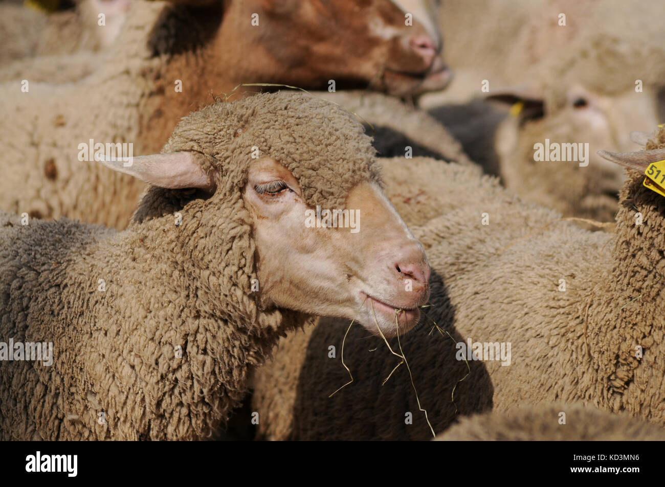 Französische Schafzüchter Protest againts steigende von wolf Angriffe auf ihre Herden, Lyon, Frankreich Stockfoto