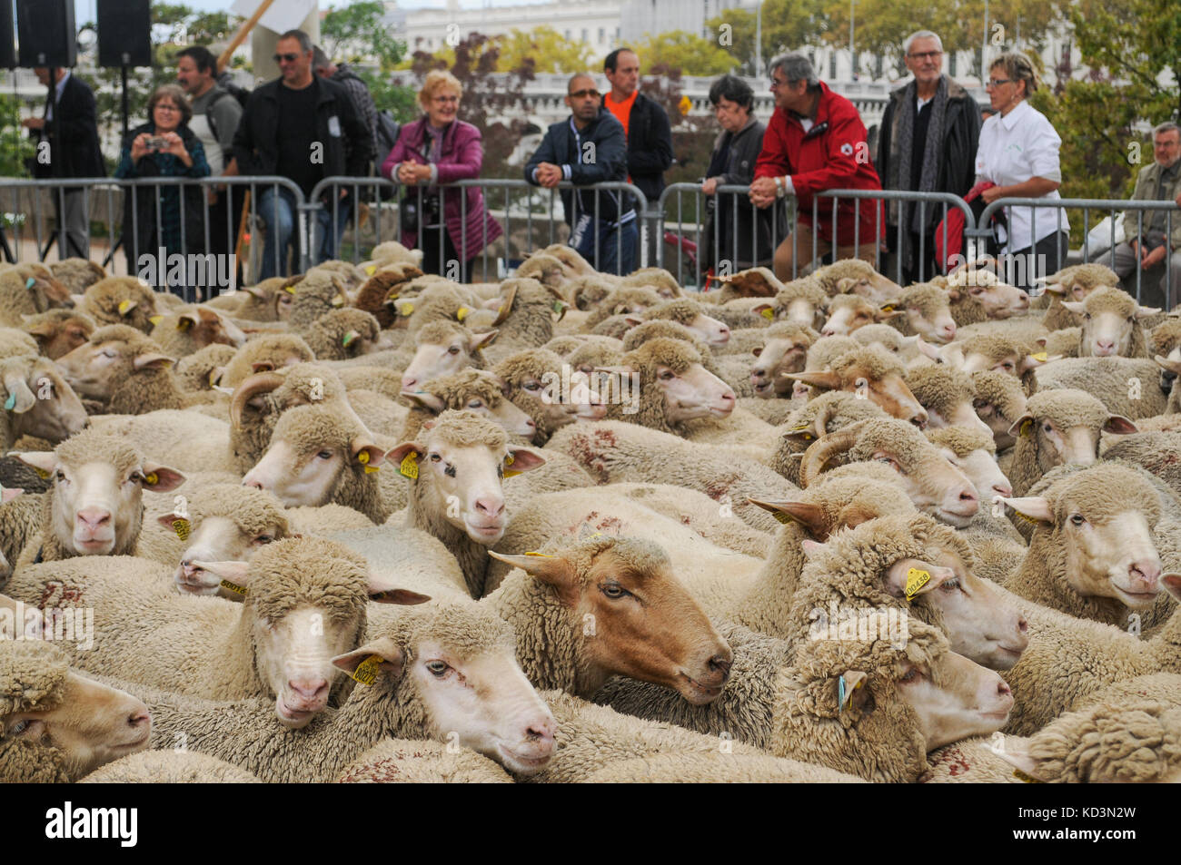 Französische Schafzüchter Protest againts steigende von wolf Angriffe auf ihre Herden, Lyon, Frankreich Stockfoto