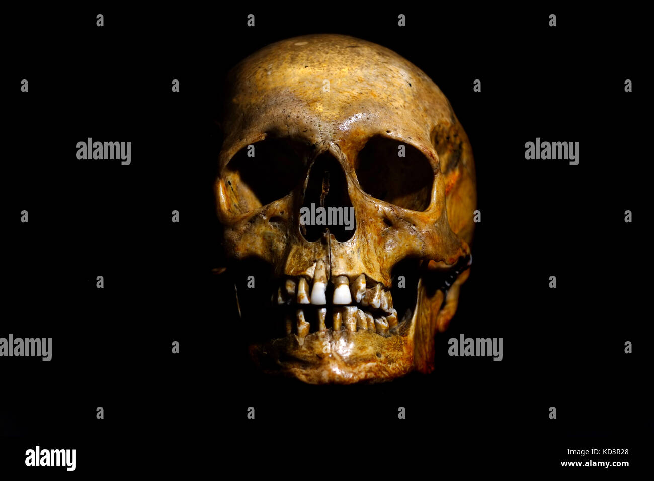 Echten menschlichen Schädel auf schwarzem Hintergrund Stockfoto