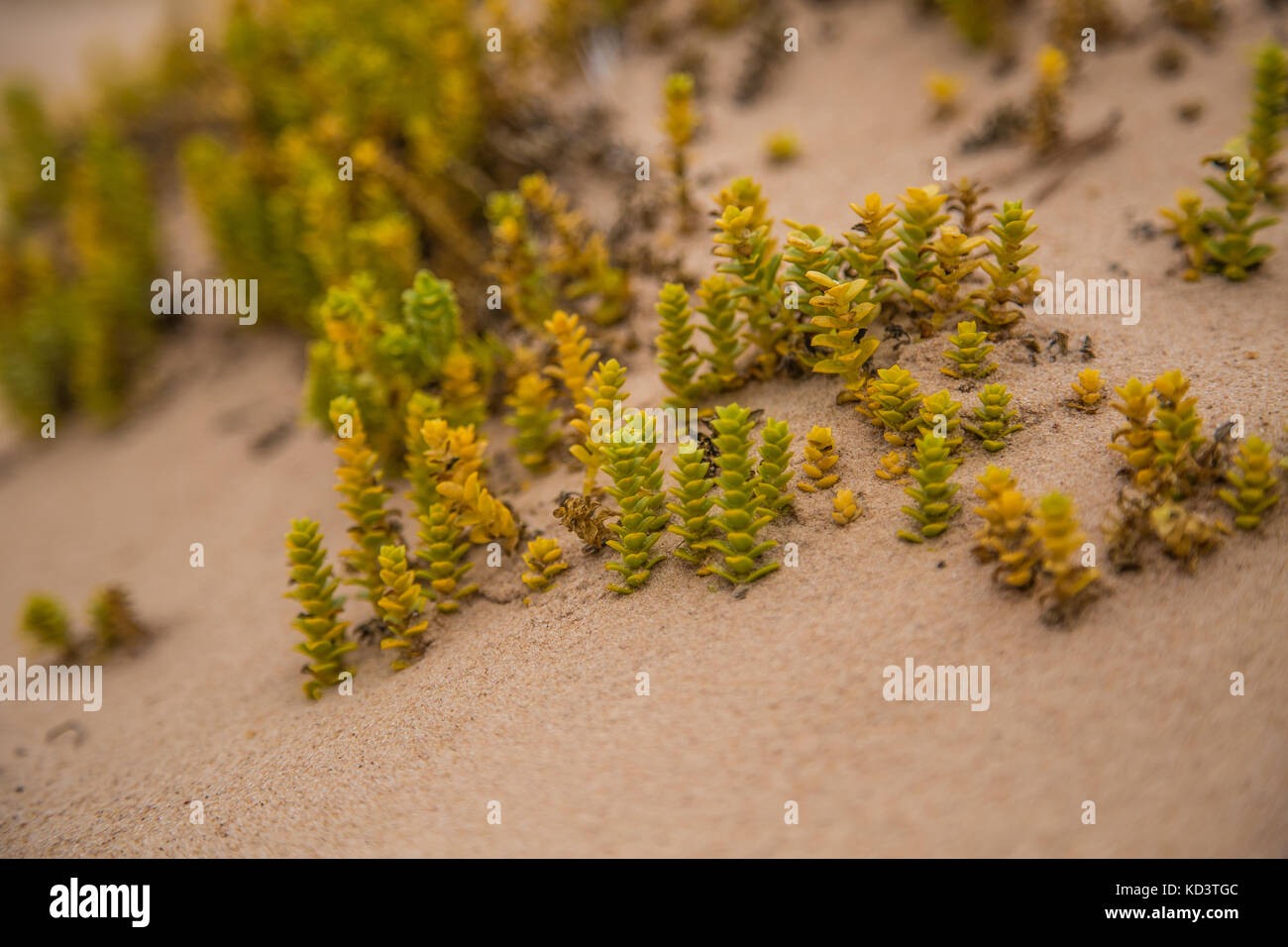 Eine kleine, helle Meer wachsende Pflanzen im Sand Strand Landschaft mit lokaler Flora. Eine schöne, bunte Nahaufnahme eines seaside Pflanzen. Stockfoto