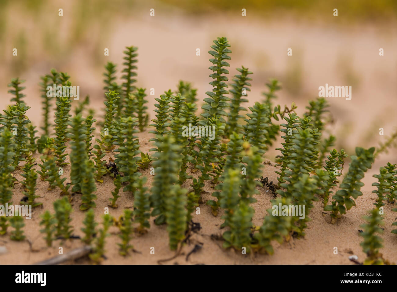 Eine kleine, helle Meer wachsende Pflanzen im Sand Strand Landschaft mit lokaler Flora. Eine schöne, bunte Nahaufnahme eines seaside Pflanzen. Stockfoto