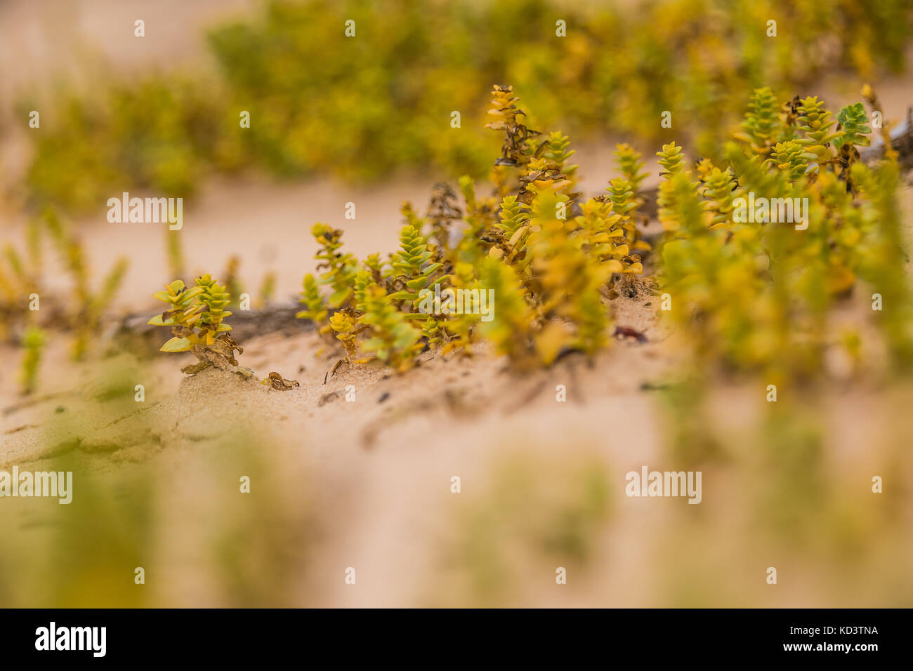 Eine kleine, helle Meer wachsende Pflanzen im Sand Strand Landschaft mit lokaler Flora. Eine schöne, bunte Nahaufnahme eines seaside Pflanzen. Stockfoto