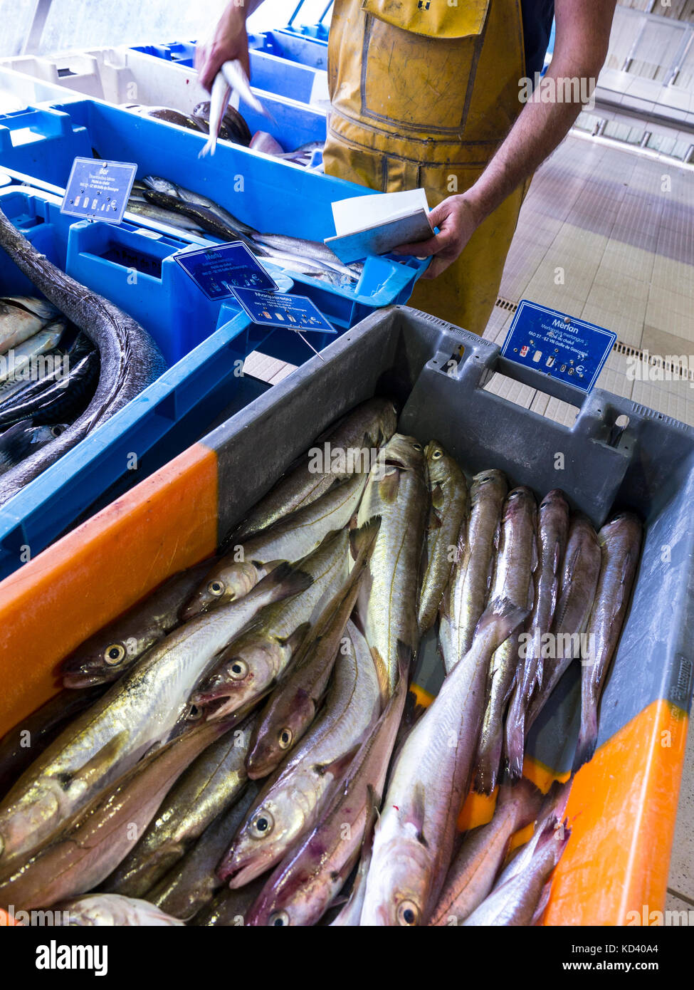 Port-Belon Harbourside Fischmarkt mit fischhändler seine Fische Aufträge sortieren, frisch gefangenen Wittling (Merlan) im Vordergrund Port Belon Bretagne Frankreich Stockfoto