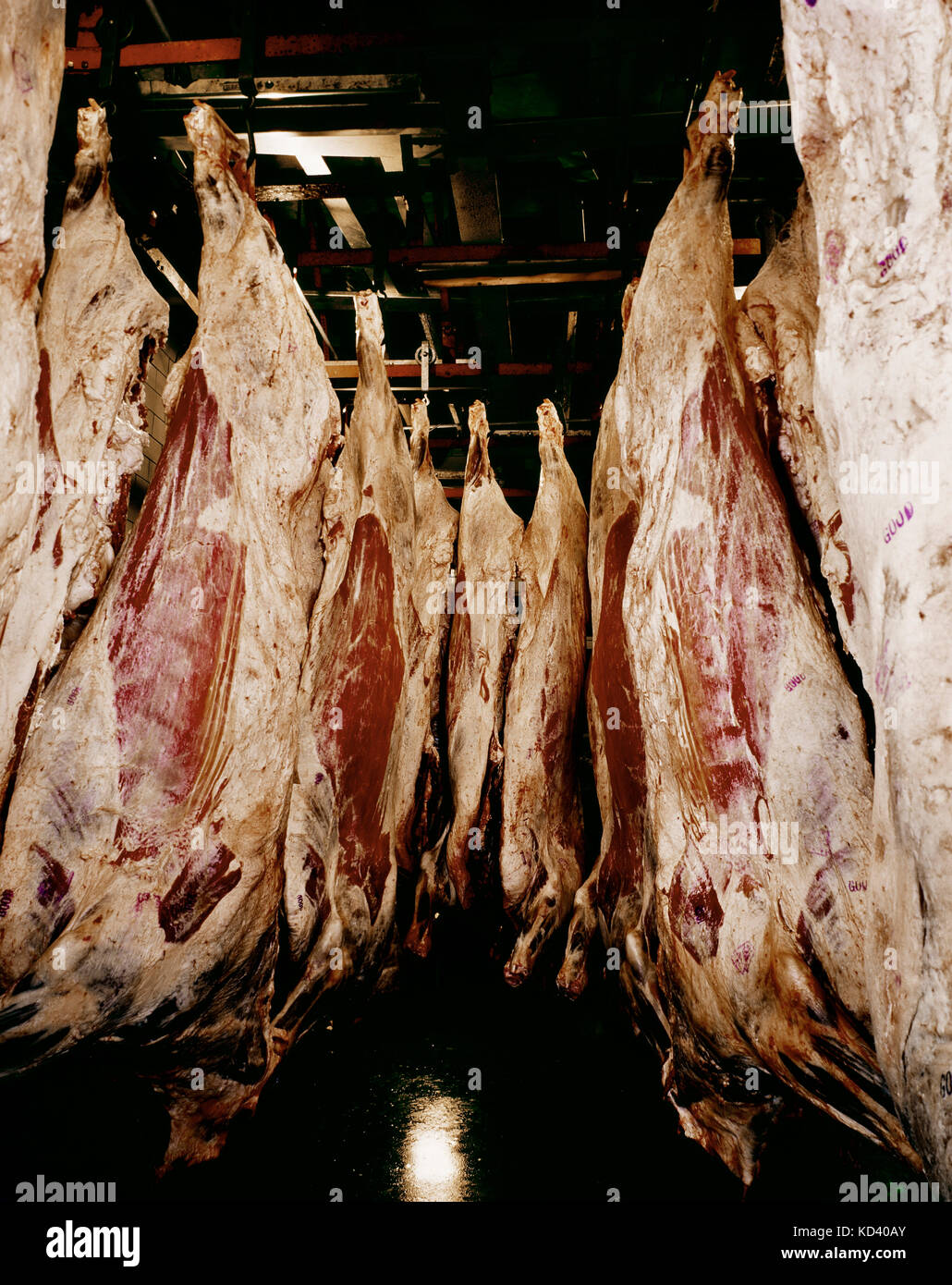 Schlachtkörper von Rindern in einem Fleischverarbeitungsbetrieb hängen Stockfoto