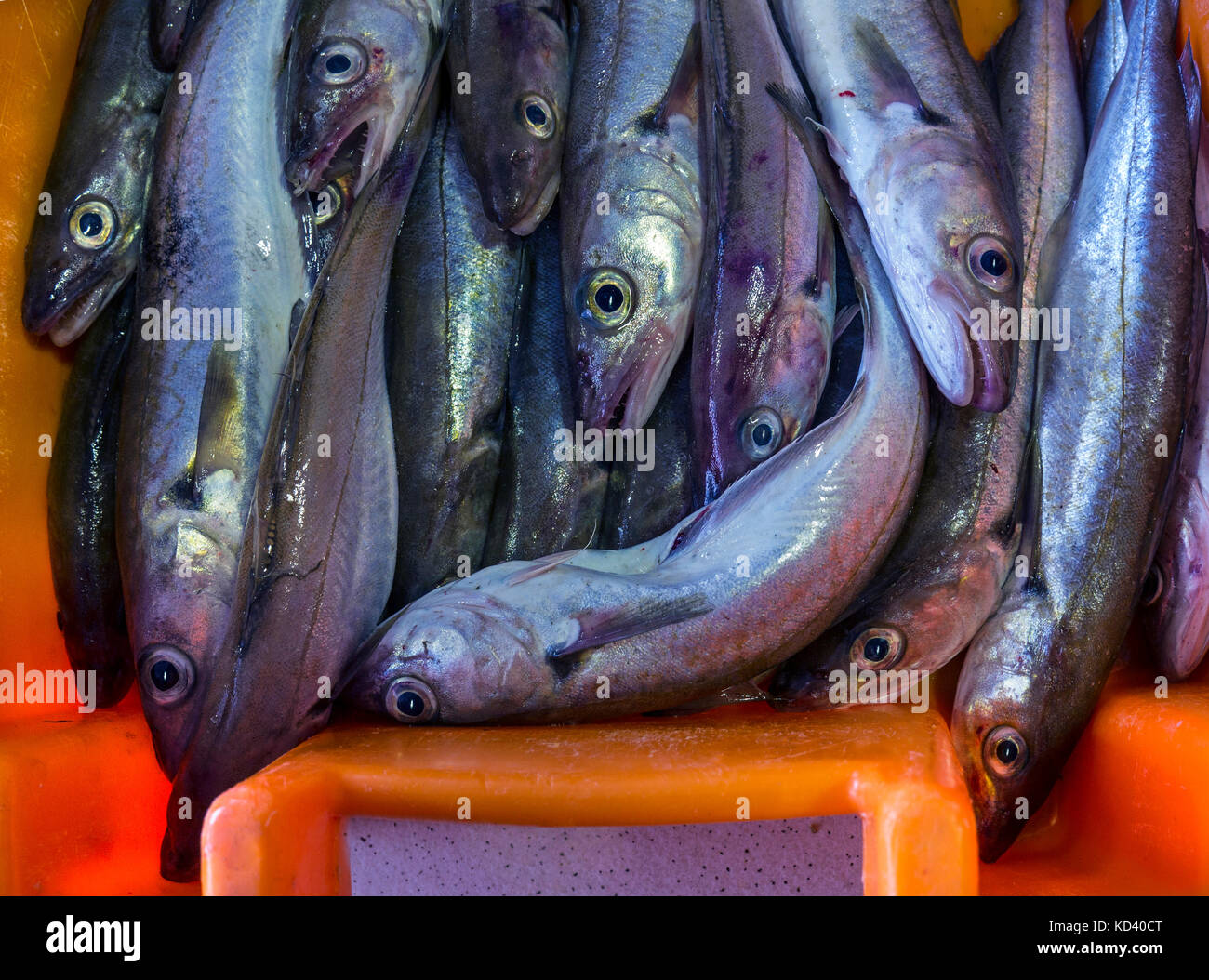 WITTLING FISCHMARKT Port-Belon Hafen Fischmarkt mit frisch gefangen Wittling (Merlan) Nahaufnahme bunten Fisch Container Port Belon Bretagne Frankreich Stockfoto