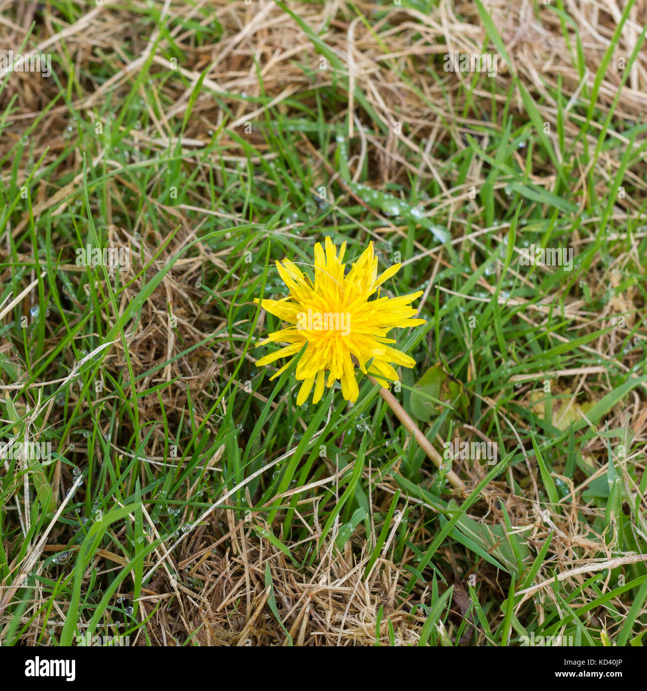 Eine einzelne Blume, Löwenzahn (Taraxacum officinale) wächst auf Gras, Großbritannien Stockfoto