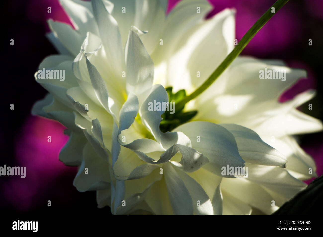 Nahaufnahme auf der Rückseite der weiße Blume mit Stiel im Herbst. Stockfoto