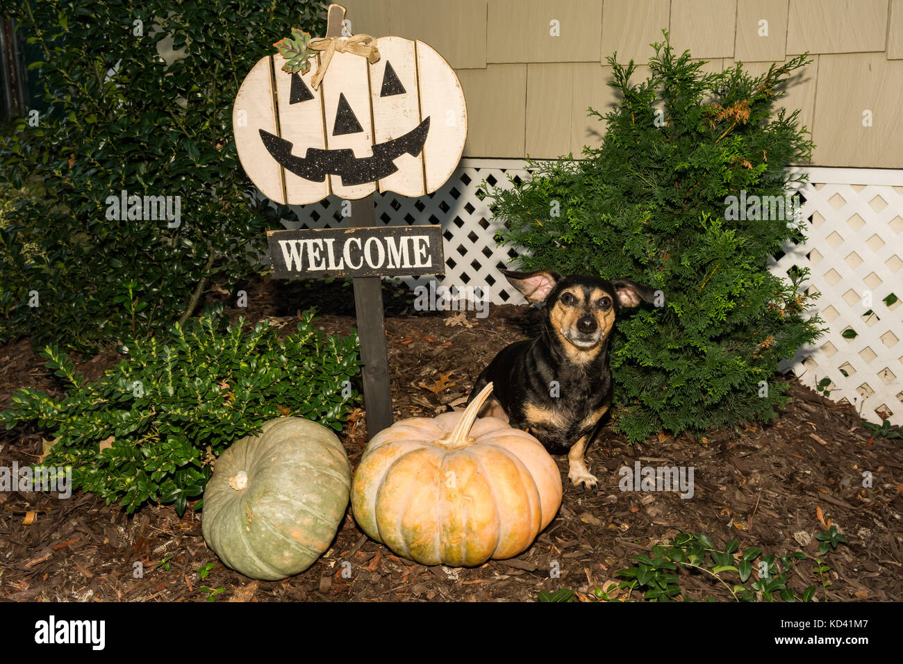 Einen niedlichen Hund Betteln für eine Festlichkeit auf Halloween. Stockfoto