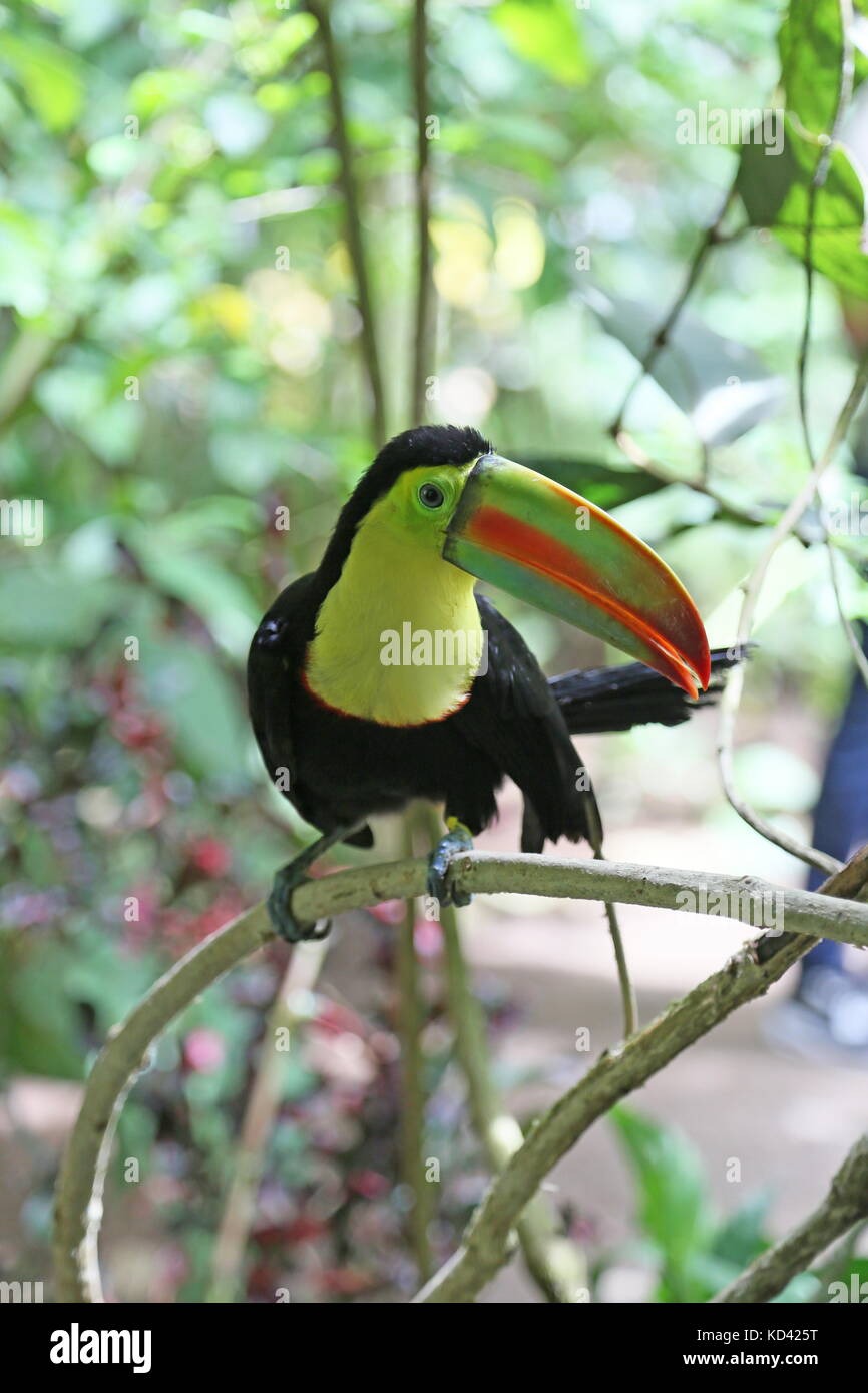 Keel-Billed Toucan (Ramphastos sulfuratus), Jaguar Rescue Center, Punta Cocles, Puerto Viejo de Talamanca, Provinz Limón, Costa Rica, Mittelamerika Stockfoto