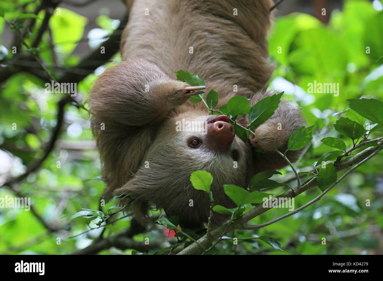 Two-Toed Faultier (Choloepus hoffmanni), Jaguar Rescue Center, Punta Cocles, Puerto Viejo de Talamanca, Provinz Limón, Costa Rica, Mittelamerika Stockfoto