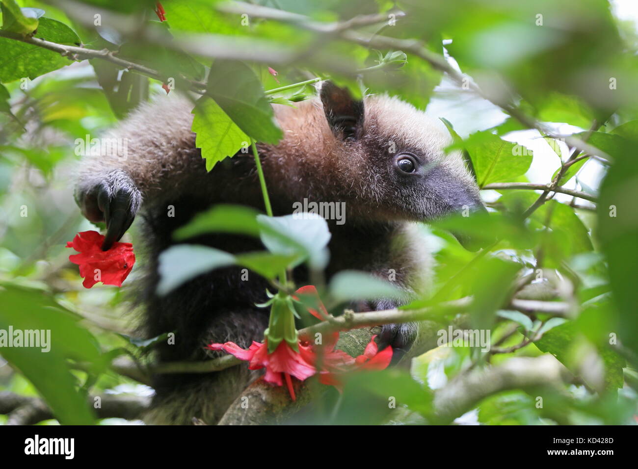 Baby Nördliche Tamandua (Tamandua mexicana), Jaguar Rescue Center, Punta Cocles, Puerto Viejo de Talamanca, Provinz Limón, Costa Rica, Mittelamerika Stockfoto