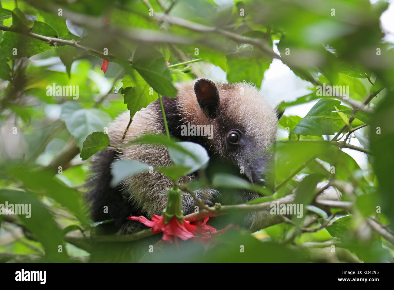 Baby Nördliche Tamandua (Tamandua mexicana), Jaguar Rescue Center, Punta Cocles, Puerto Viejo de Talamanca, Provinz Limón, Costa Rica, Mittelamerika Stockfoto