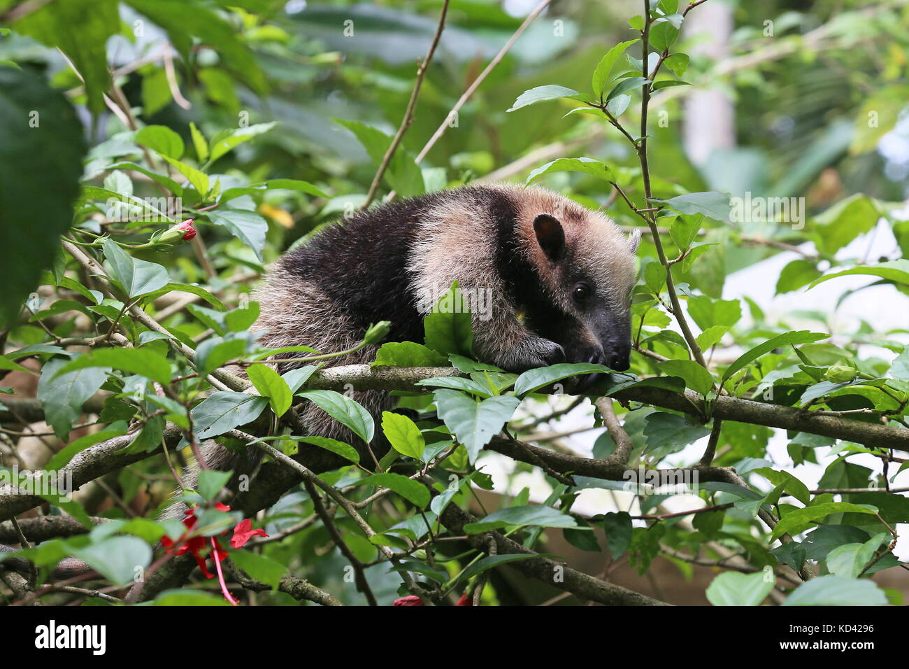 Baby Nördliche Tamandua (Tamandua mexicana), Jaguar Rescue Center