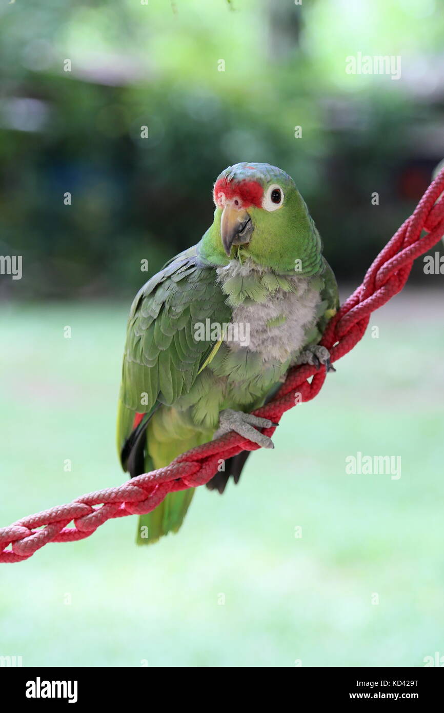 Red-Lored Amazon Papagei (Amazona autumnalis), Jaguar Rescue Center, Punta Cocles, Puerto Viejo, Limón, Costa Rica, Mittelamerika Stockfoto