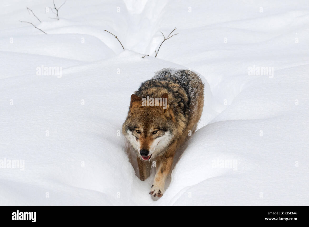 Grauer Wolf/grauer Wolf (Canis lupus) Nahrungssuche in tiefem Schnee im Winter Stockfoto