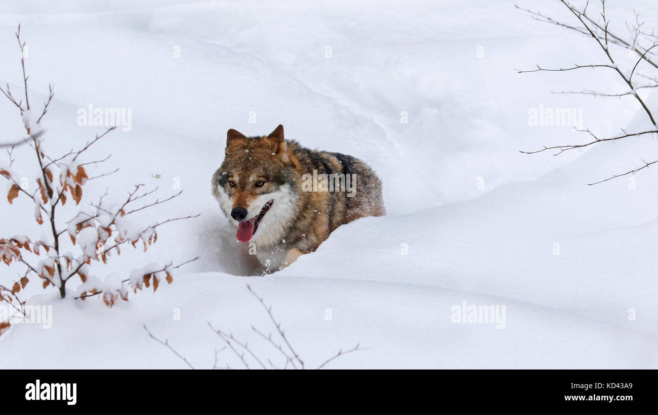 Grauer Wolf/grauer Wolf (Canis lupus) Nahrungssuche in tiefem Schnee im Winter Stockfoto
