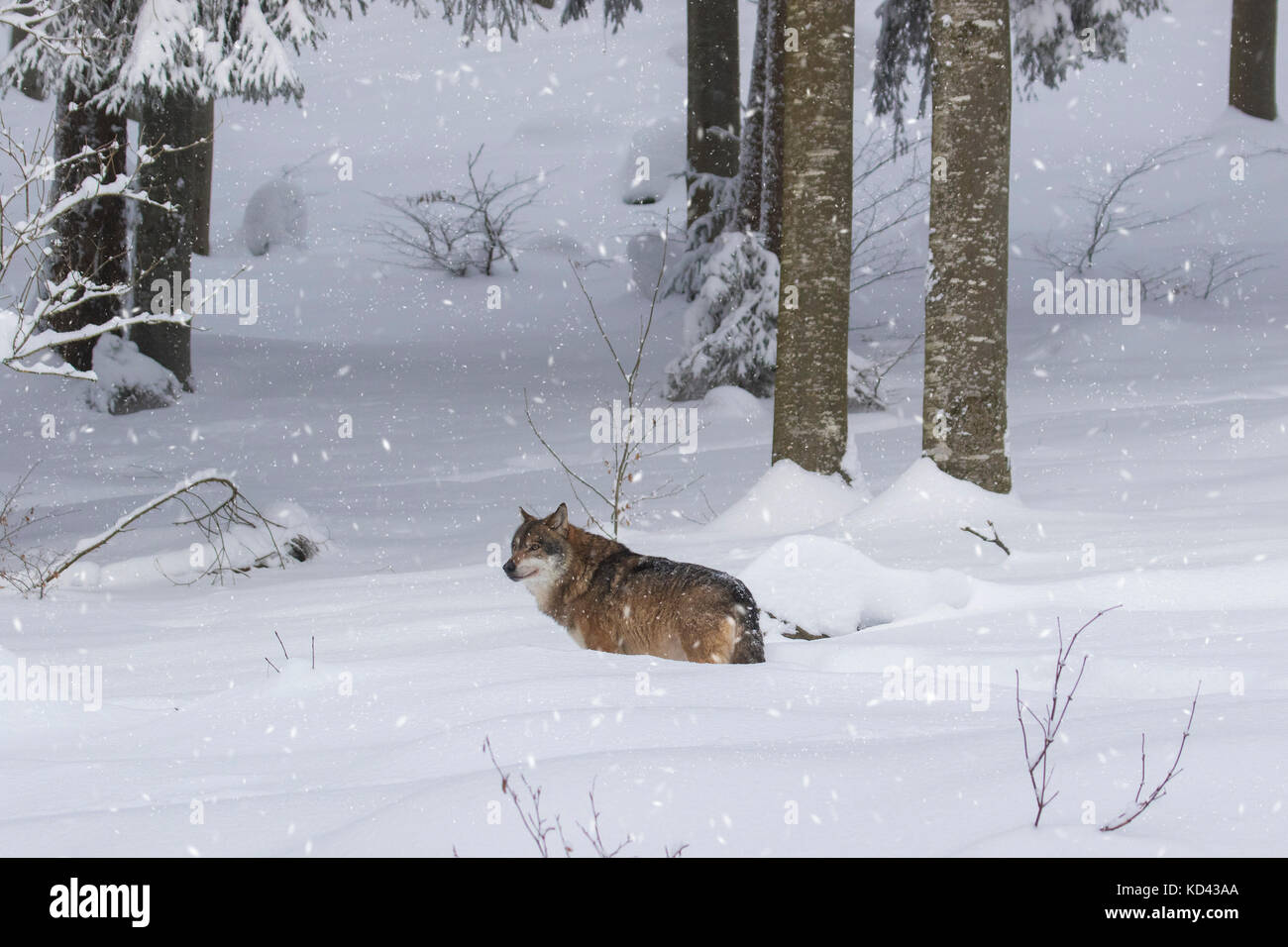 Grauer Wolf/grauer Wolf (Canis lupus) Nahrungssuche in den Schnee im Wald bei Schneefall im Winter Stockfoto