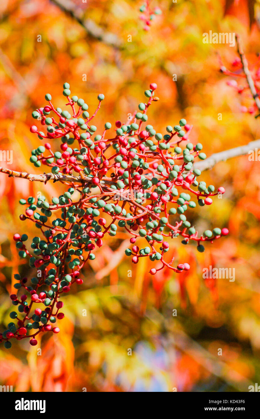 Herbstfarben in Nahaufnahme Bild der Baum mit Beeren wachsen. Der Herbst ist hier in Napa County, CA. Stockfoto Herbstfarben in Nahaufnahme Bild der Baum mit Beeren wachsen. Der Herbst ist hier in Napa County, CA. Stockfoto