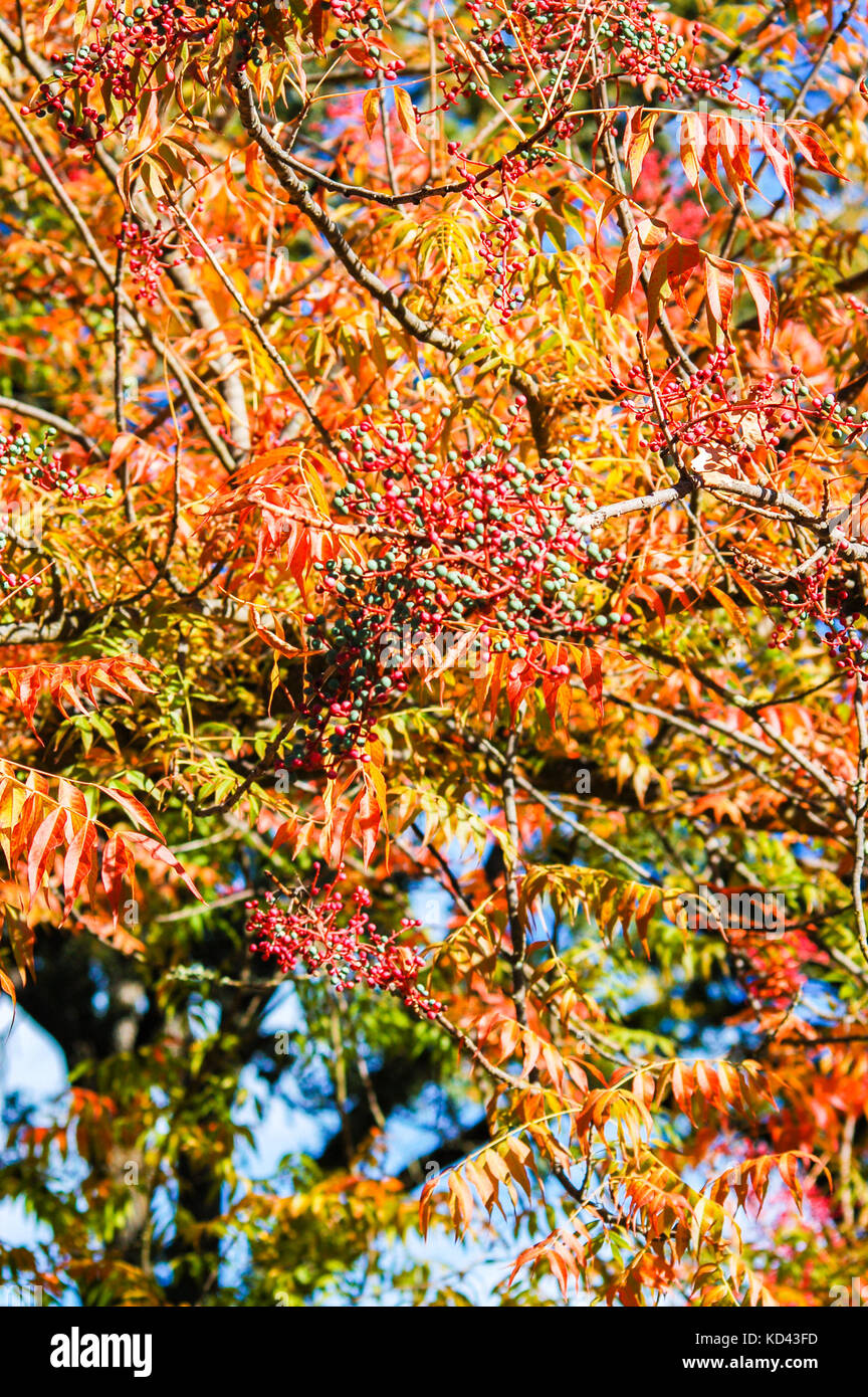 Schöne Baum mit Blättern in brillante Herbst Farben gefüllt. Stockfoto Schöne Baum mit Blättern in brillante Herbst Farben gefüllt. Stockfoto