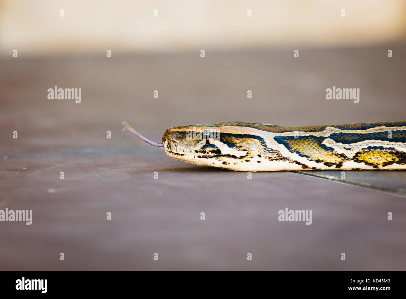 Python molurus, tigerpython). Copyspace zur Verfügung. Stockfoto