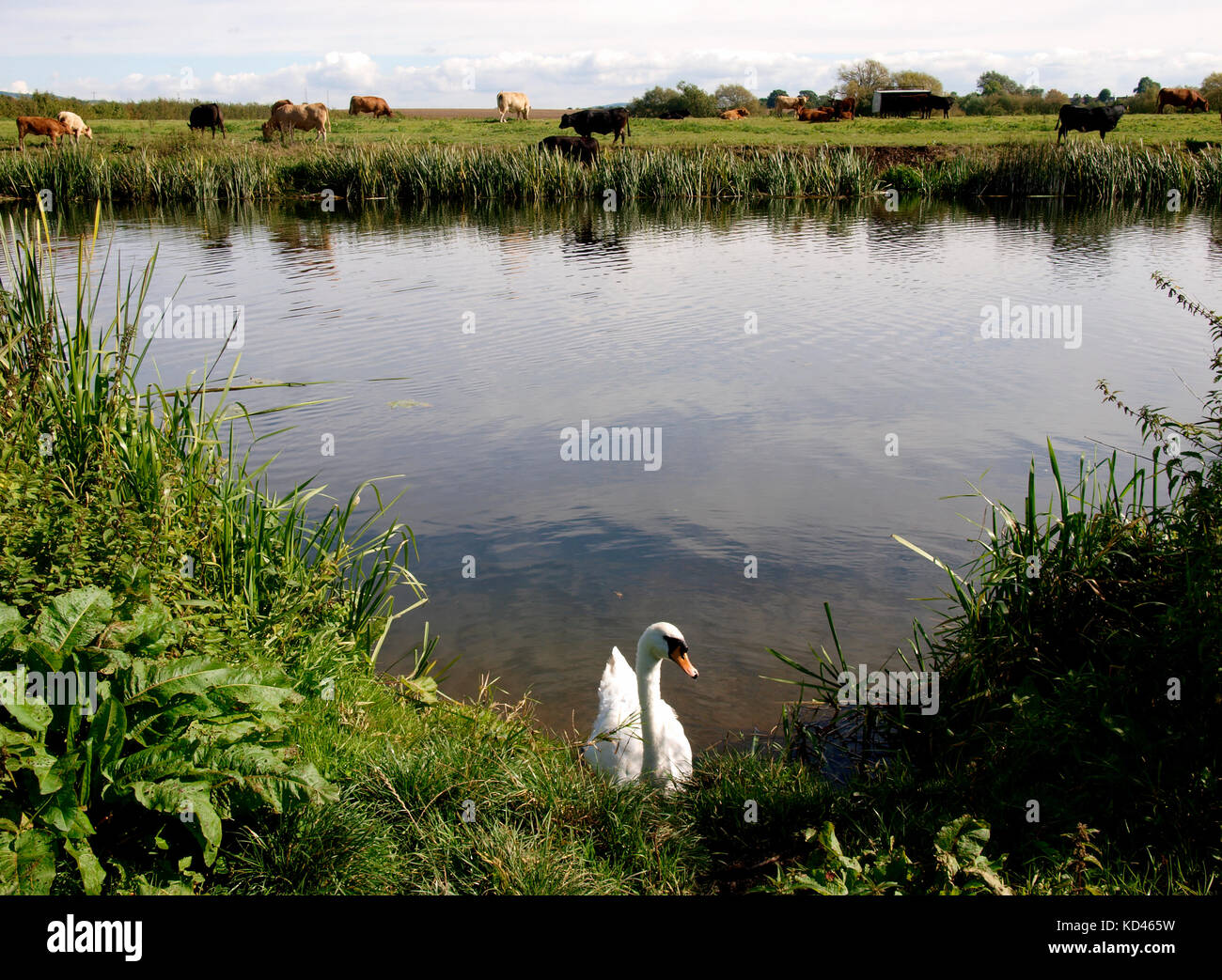 River Avon, Stroud, Gloucestershire, Vereinigtes Königreich Stockfoto