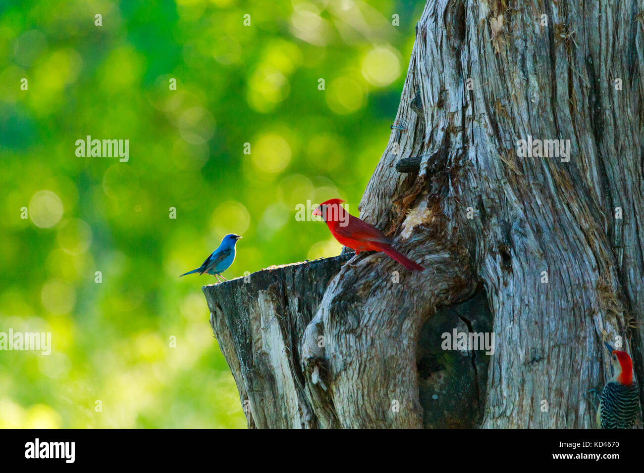 Kardinal Ammer Stockfotos Und Bilder Kaufen Alamy