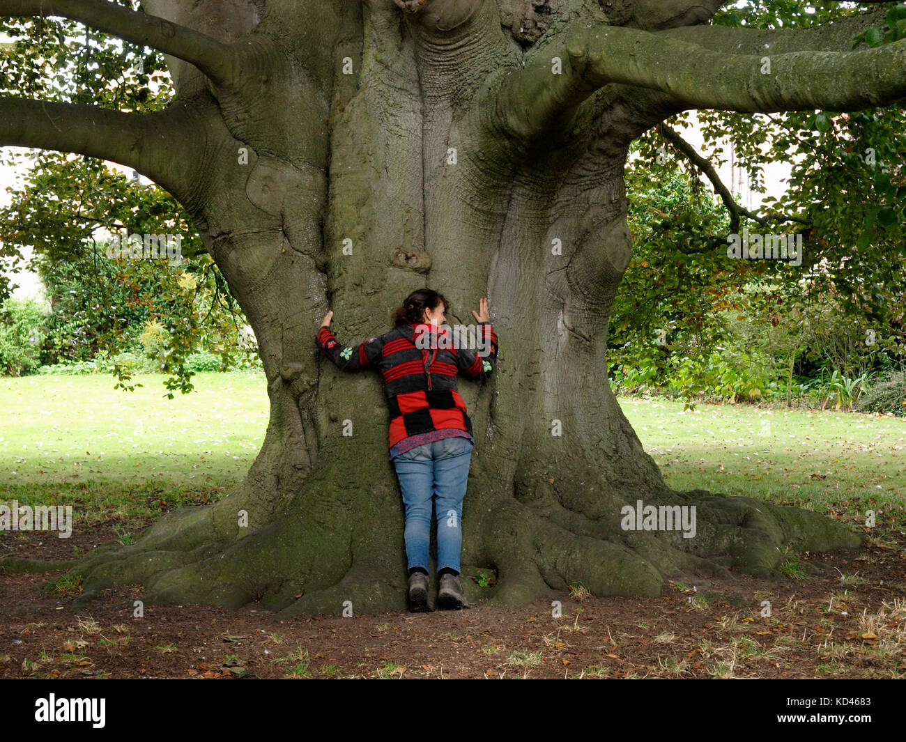 Frau umarmt einen großen Baum, Großbritannien Stockfoto