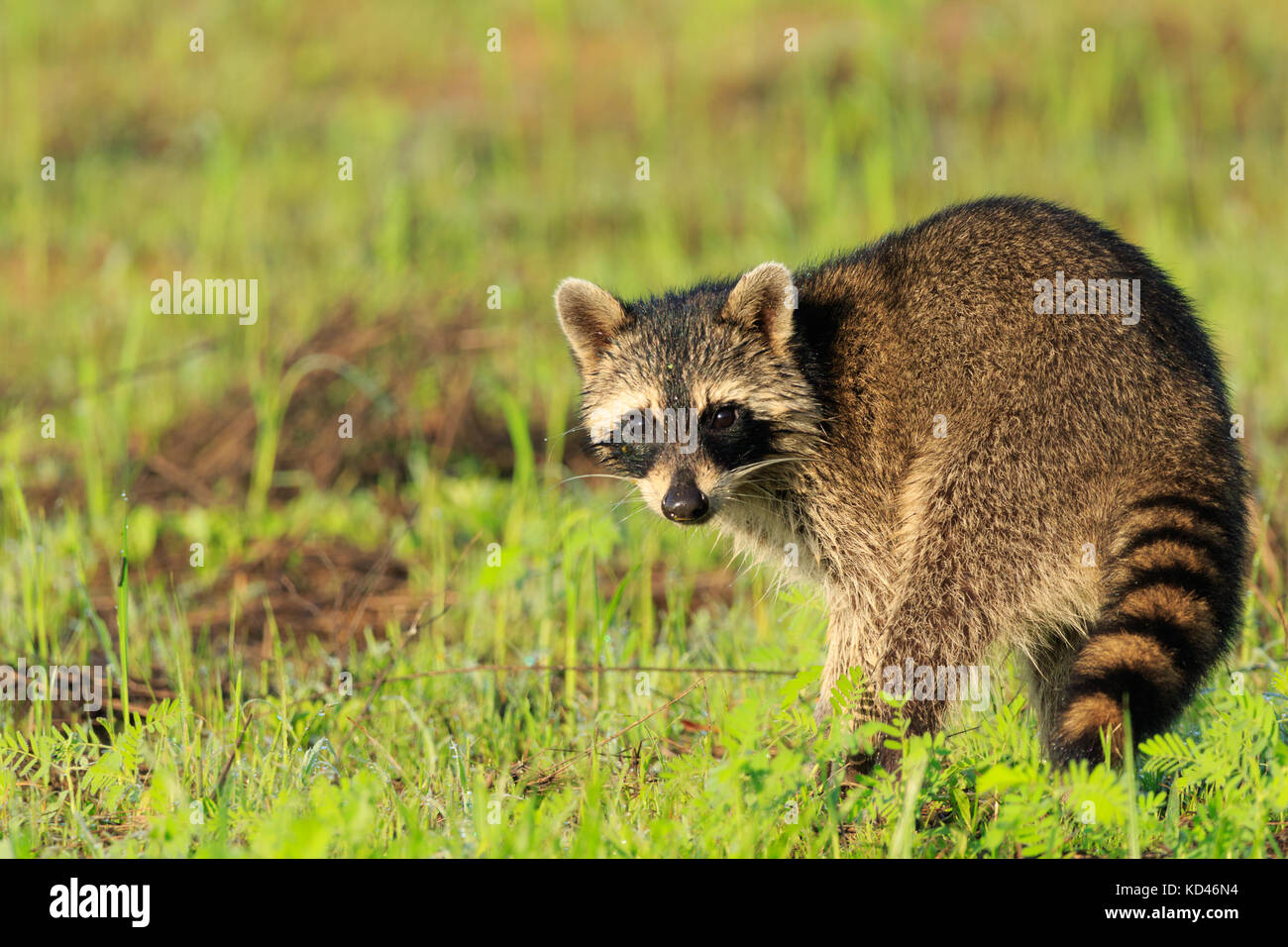 An manchen Tagen erhalten Sie das Glück und die Tiere nur zu euch kommen!! Wir waren zu Fuß durch Bald Knob Wildlife Refuge und entlang kam eine Familie von waschbären tha Stockfoto