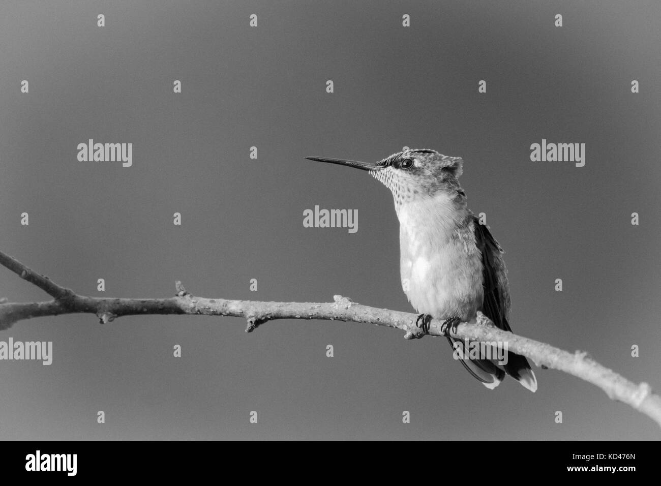 Rubinrot Throated Kolibris thront auf einem Zweig wathching für Eindringlinge in Searcy, Arkansas 2017 Stockfoto