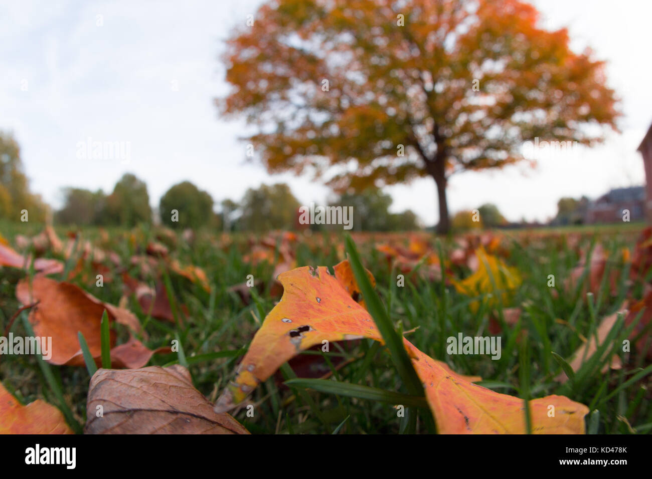 Landschaften fanden Anfang November, Jacksonville, Illinois 2016 Stockfoto