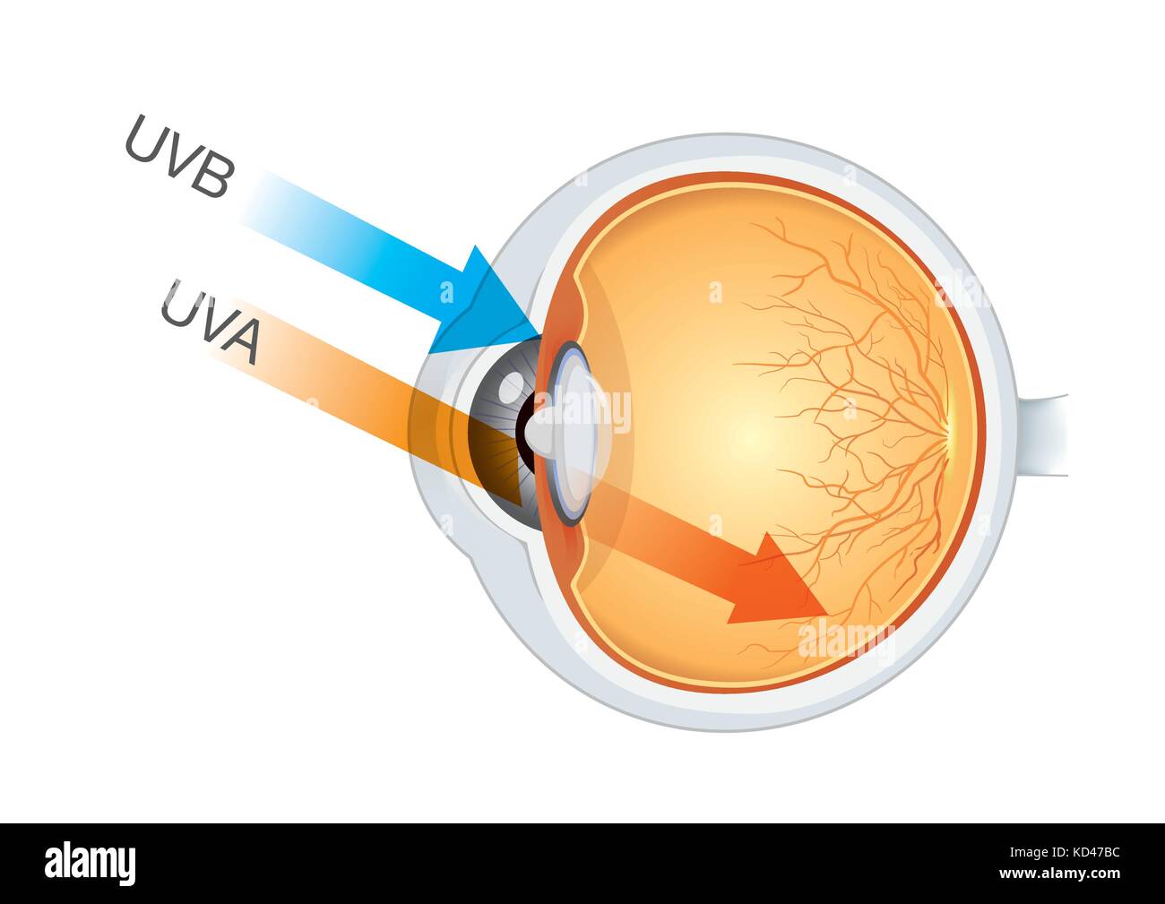 Der Unterschied von UVA- und UVB-Strahlen aus dem Sonnenlicht in die Augen. Stock Vektor