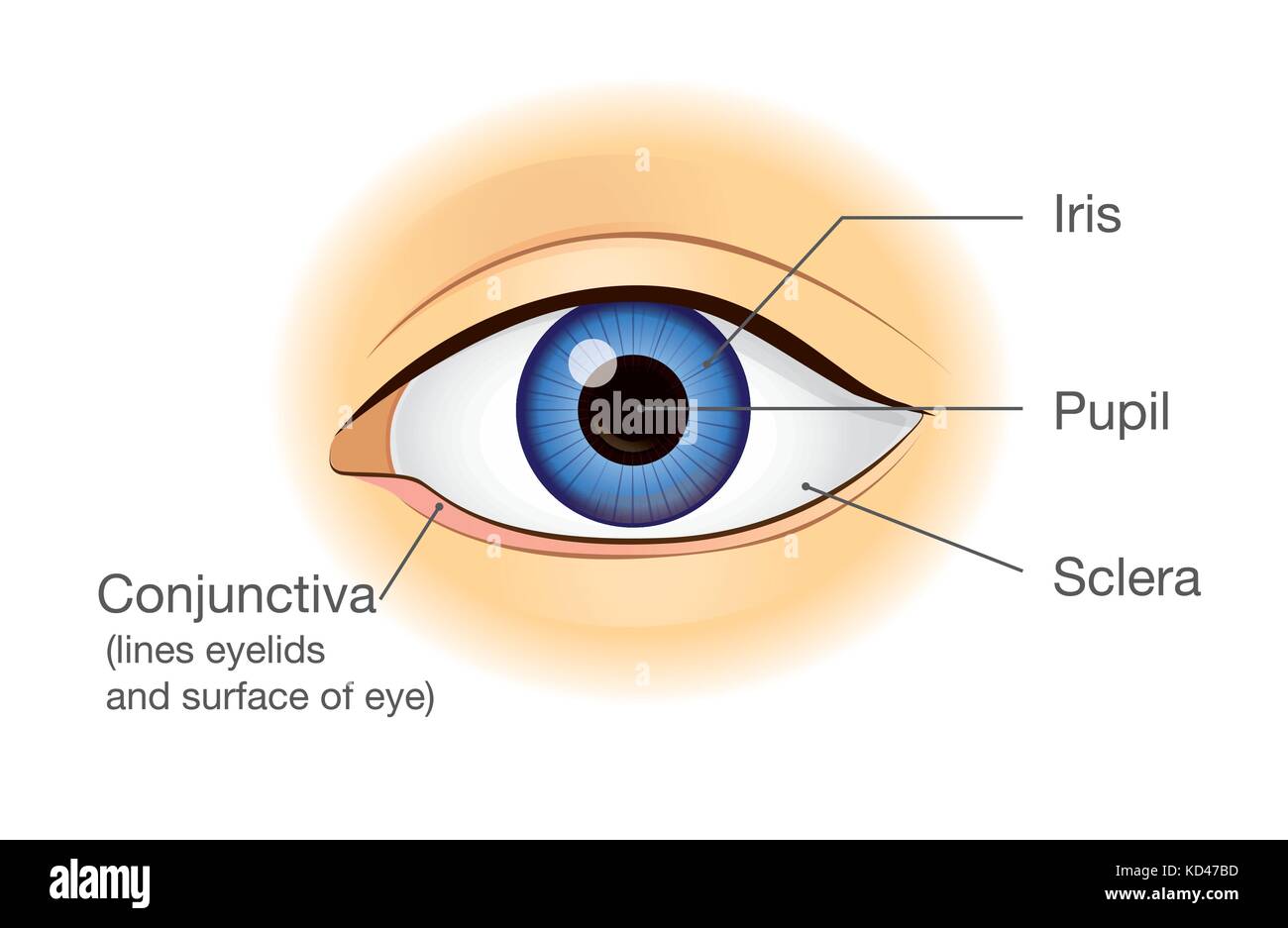 Menschliche Auge Anatomie in der Ansicht von vorn Stock-Vektorgrafik - Alamy