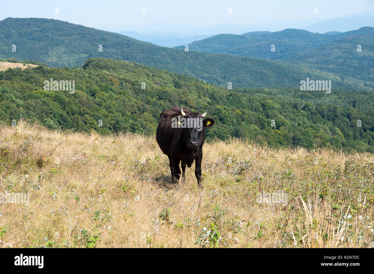 Viehhaltung in den Bergen. Stockfoto