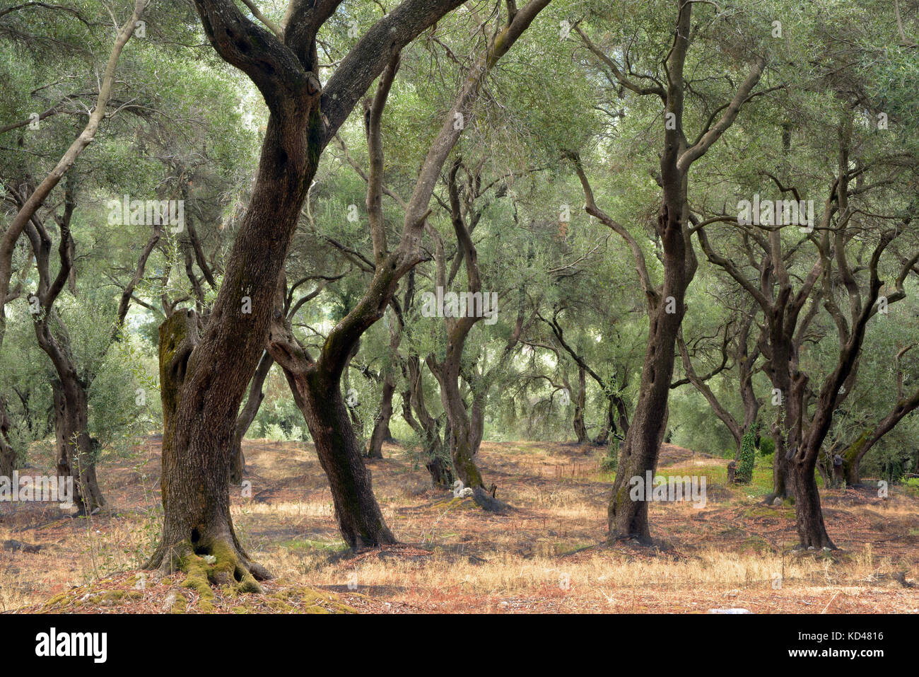Oliven bäume in einem Wald in Griechenland bereit für die Ernte für Olivenöl und Lebensmittel. Stockfoto