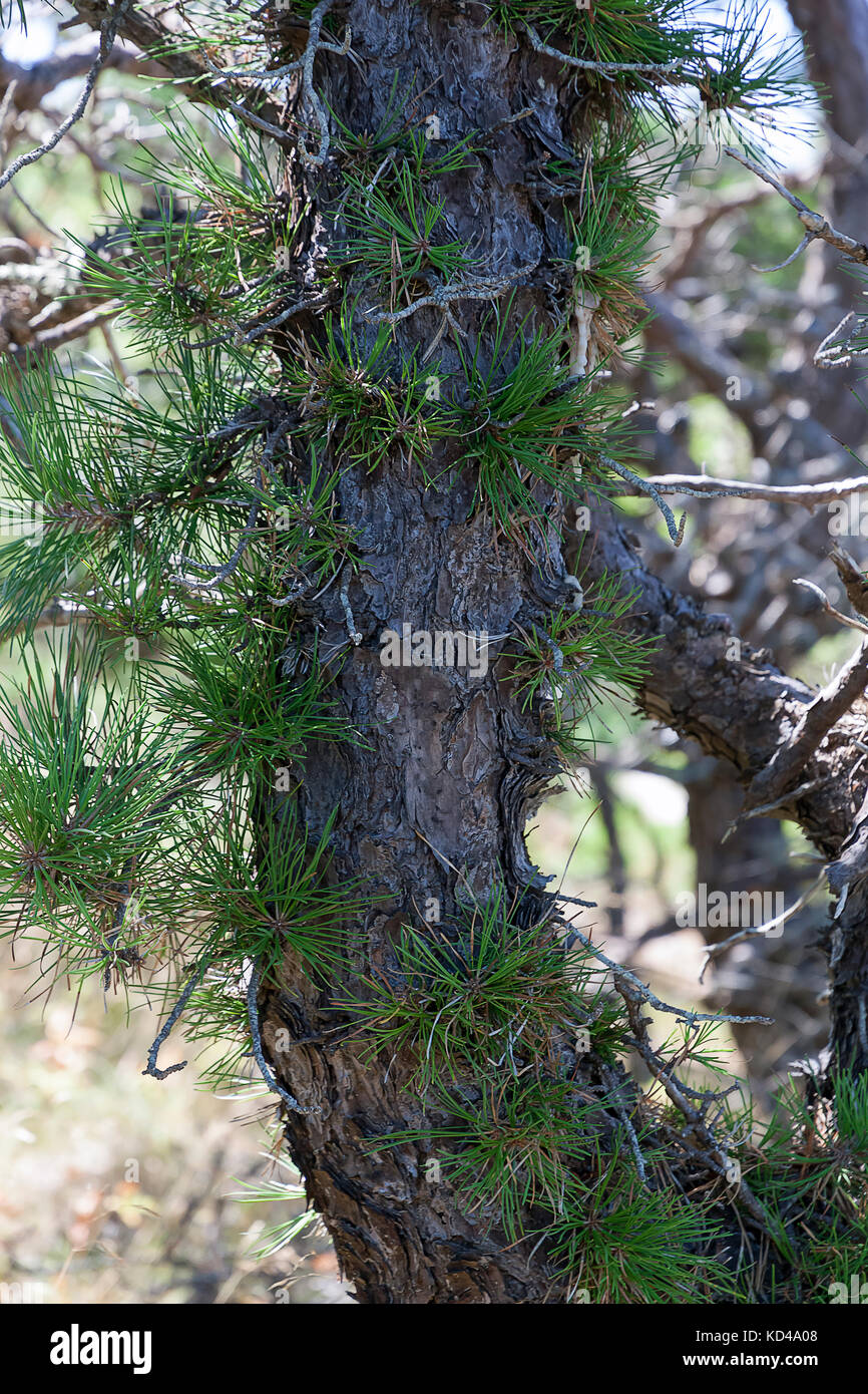 Epicormic Triebe sprießen von einem Pitch Pine (Pinus rigida) Baumstamm. Stockfoto