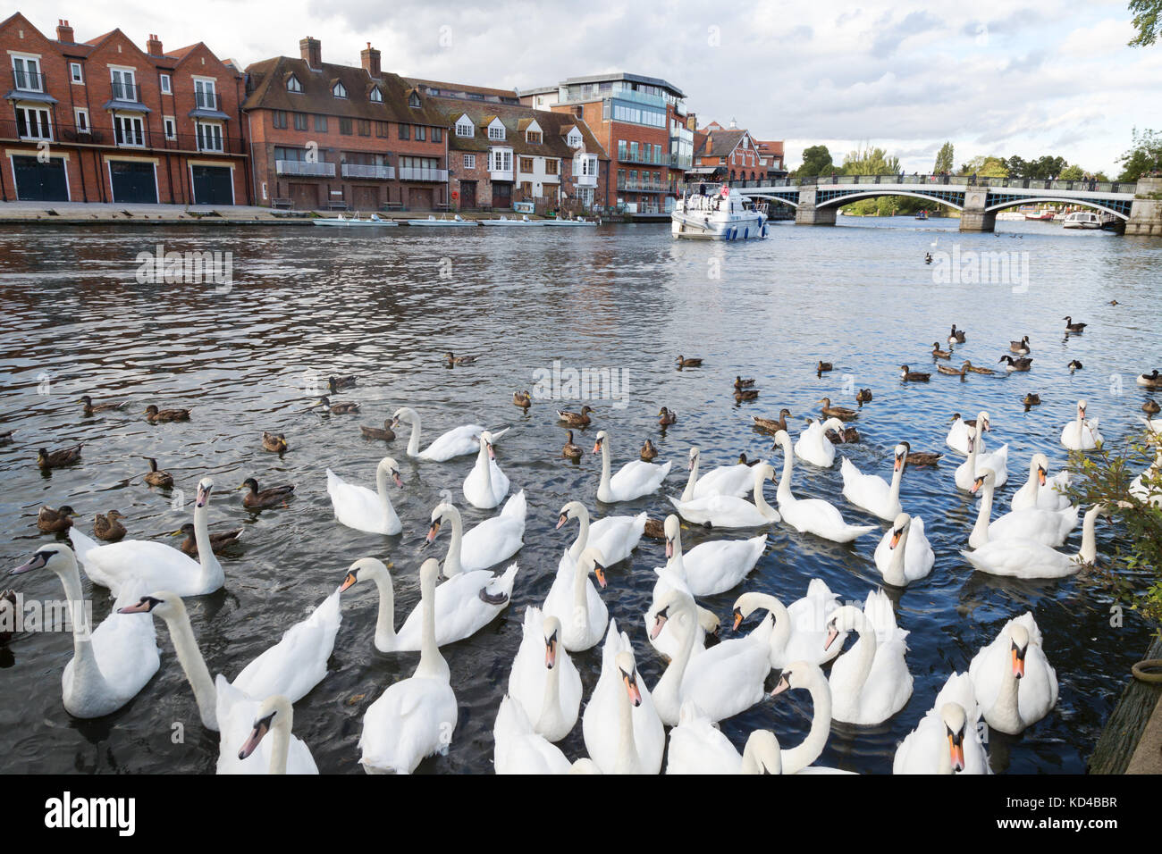 River Thames at Windsor, mit einer Gruppe von Schwanen, Windsor, England Stockfoto