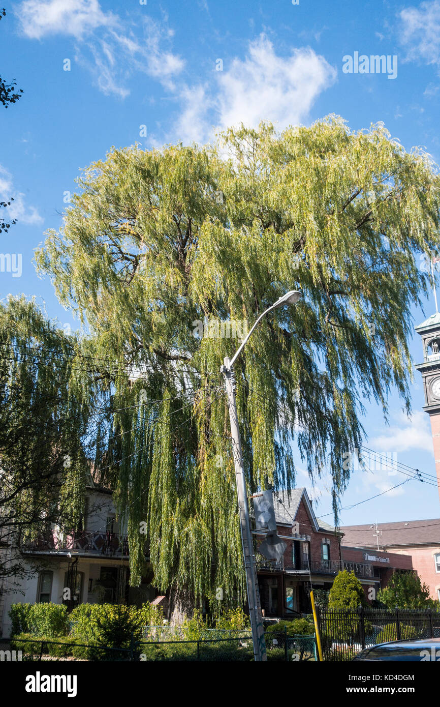 Großer großer Weeping Willow Tree am Bellevue st. in der Innenstadt von Toronto Ontario Kanada Stockfoto