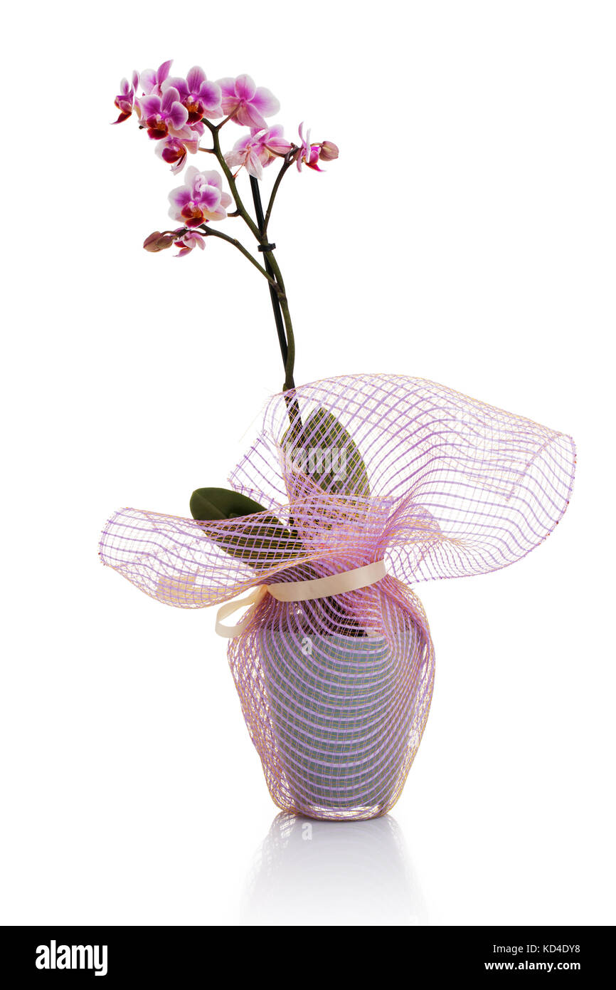 Rosa Orchidee im Topf auf weißem Hintergrund Stockfoto