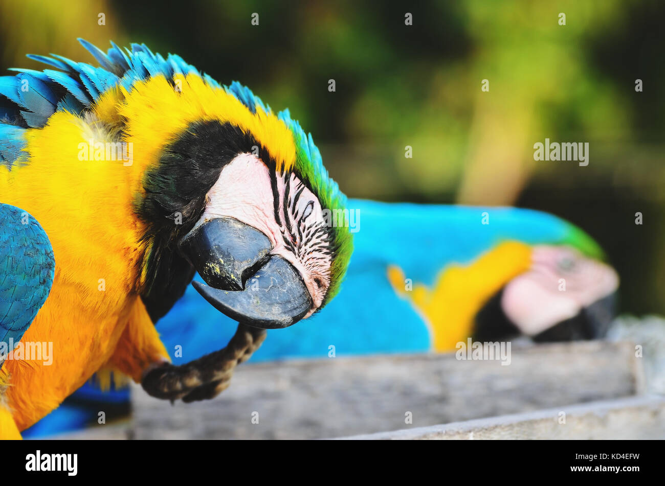 Blau-gelbe Ara caninde bekannt als Arara - in Brasilien. Ara Kratzer auf seinem Kopf, Vogel mit Blue Wings und gelben Bauch. Schönen wilden Tier von P Stockfoto