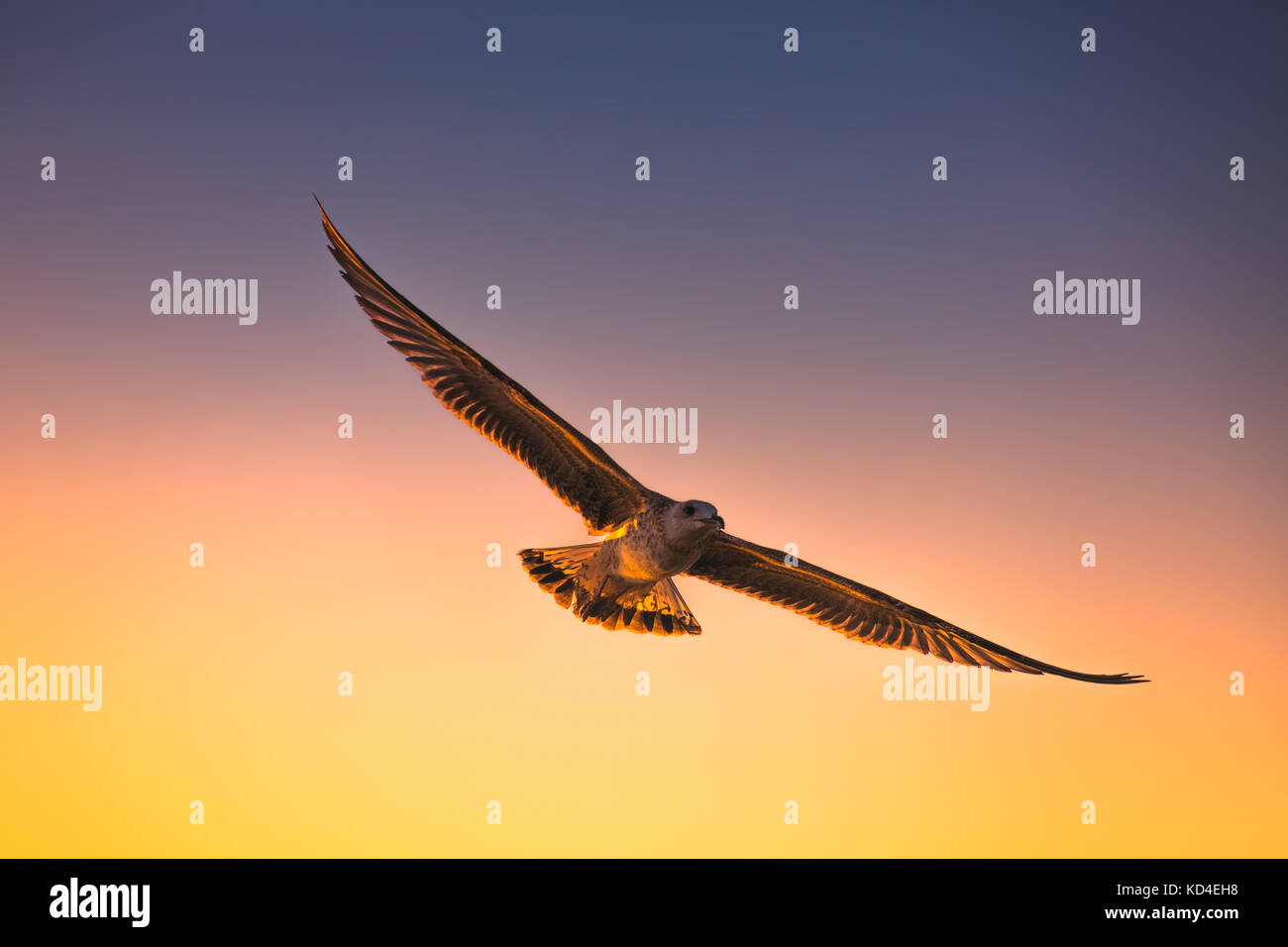 Möwe fliegen in den Himmel bei Sonnenaufgang. Stockfoto Möwe fliegen in den Himmel bei Sonnenaufgang. Stockfoto