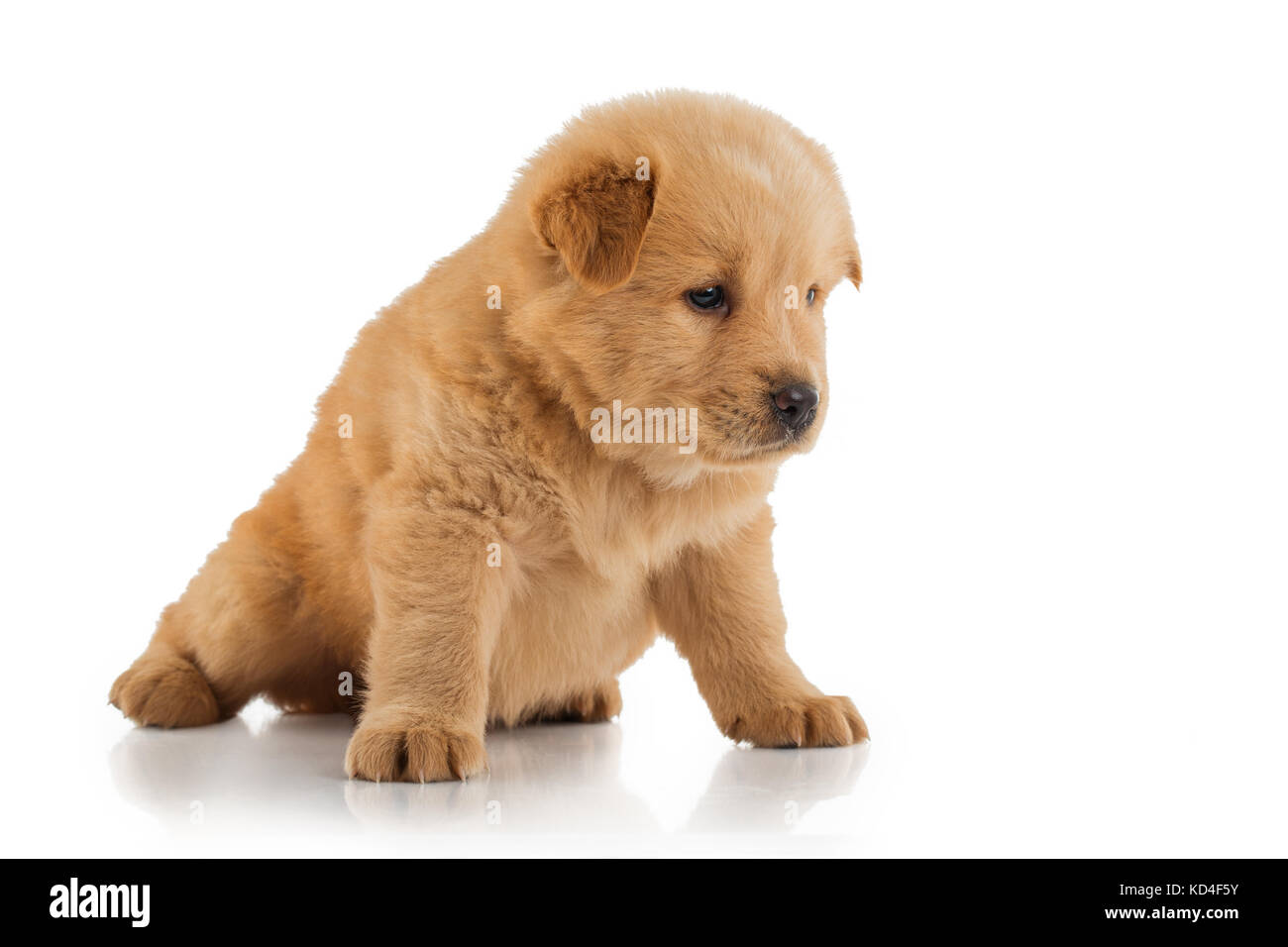 Flauschige Chow-chow Welpe, isoliert Stockfoto