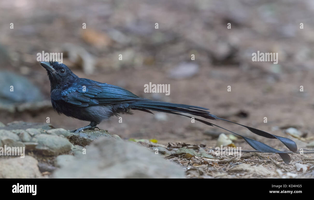 Die größere Racket-tailed drongo (Dicrurus paradiseus) ist ein mittelgroßer Vogel, der unterscheidungskraft ist in in längliche äußeren Schwanzfedern mit webbin Stockfoto