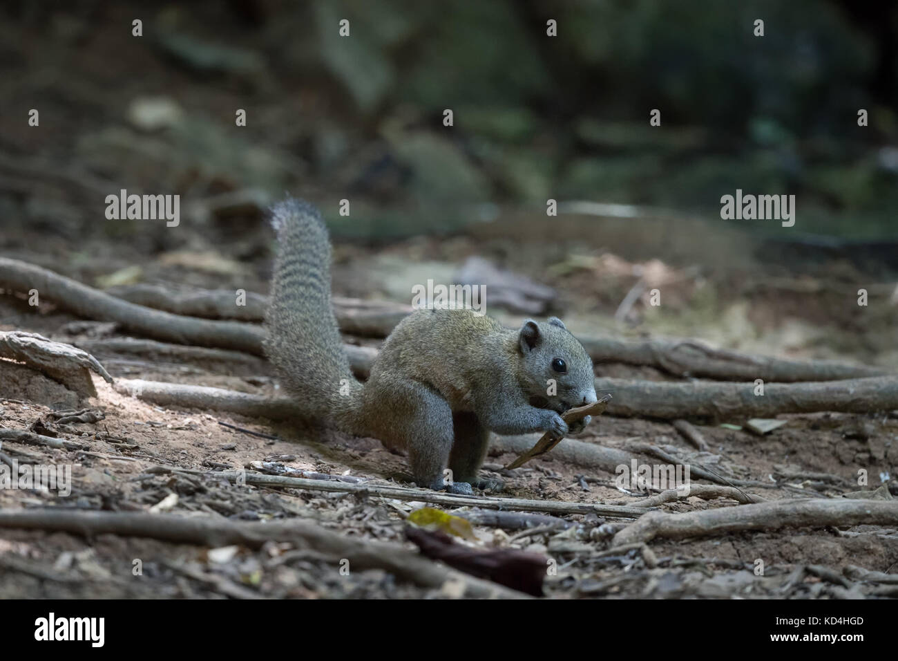 Die grau-bellied Eichhörnchen (Callosciurus caniceps) ist eine Nagetierart aus der Familie Sciuridae. Stockfoto