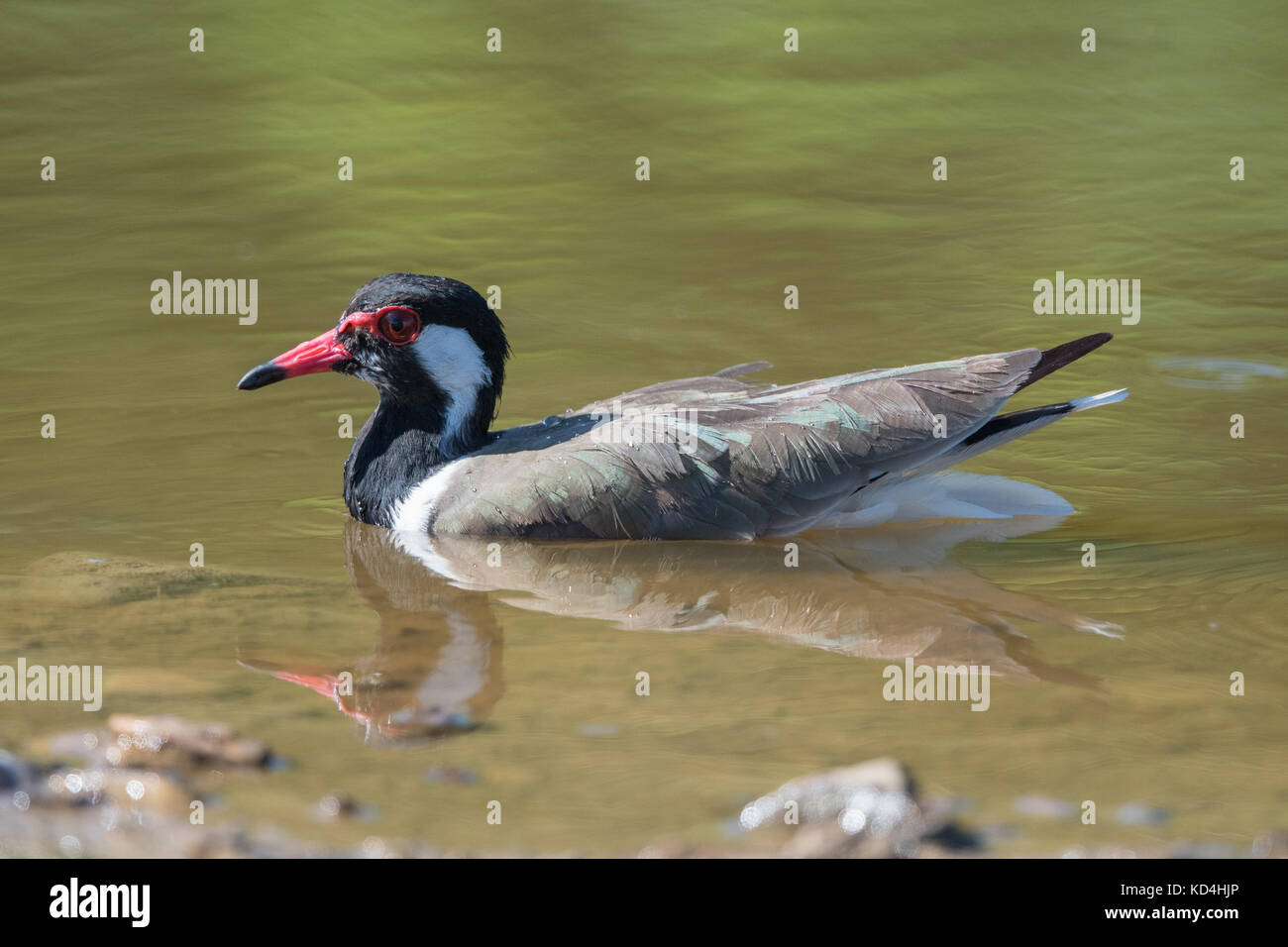 Der rote Flecht-Kiebitz (Vanellus Indicus) ist ein Kiebitz oder große Regenpfeifer, einen Watvogel in der Familie CHARADRIIFORMES. Stockfoto